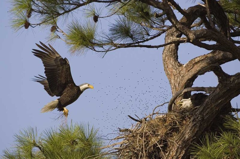 Bald Eagle in Flight — Blue, Natural
