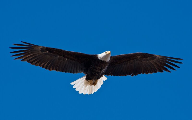 Bald Eagle in Flight — Blue, Serene, Afternoon, Photograph, Blue Sky