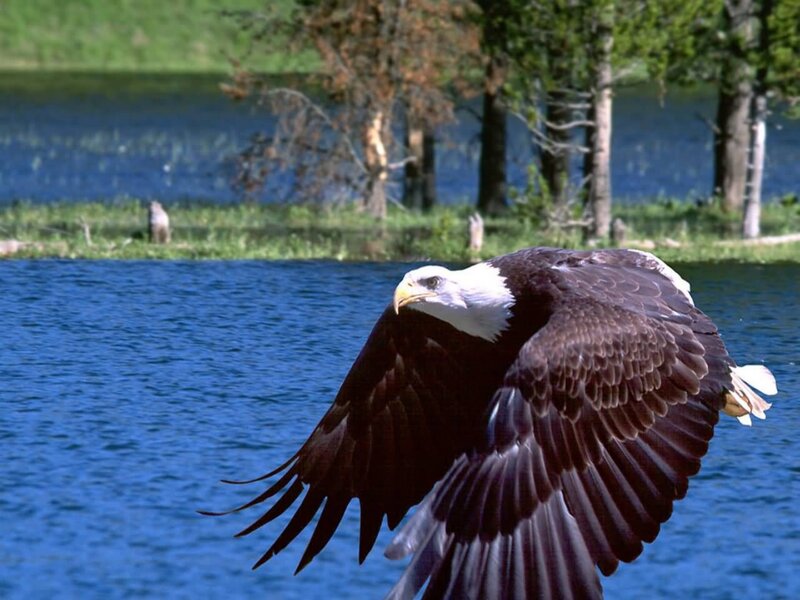 Bald Eagle in Flight — Blue, Serene, Afternoon, Photograph, Lake