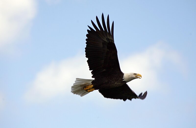 Bald Eagle in Flight — Blue, Serene, Afternoon, Photograph, Sky, Clouds