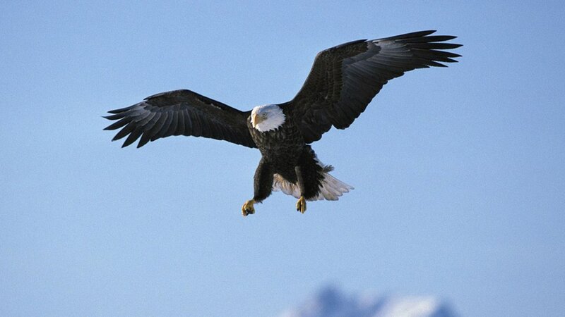 Bald Eagle in Flight — Blue, Serene, Afternoon, Photograph, Sky, Mountain