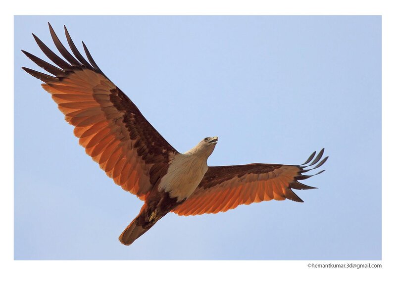 Bald Eagle in Flight — Blue, Serene, Afternoon, Photograph, Sky