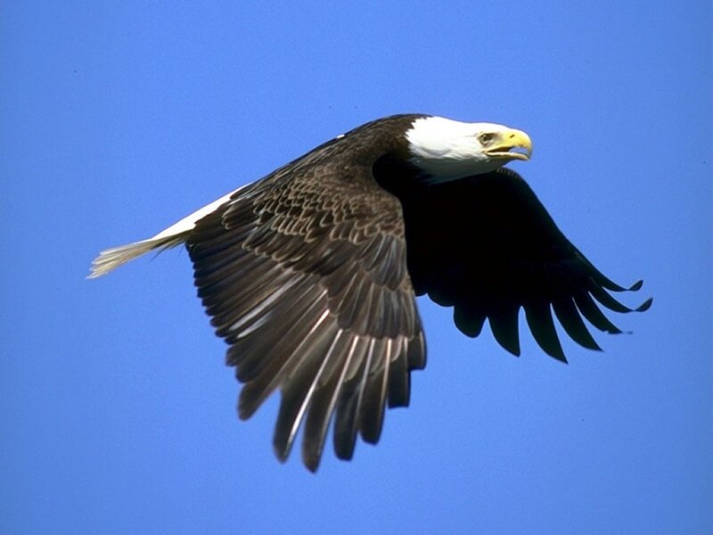 Bald Eagle in Flight — Blue, Serene, Afternoon, Photograph, Sky, White, Brown