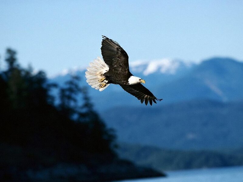 Bald Eagle in Flight — Blue, Serene, Afternoon, Photograph