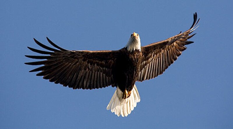 Bald Eagle in Flight — Blue, Serene, Afternoon, Photograph, Wings