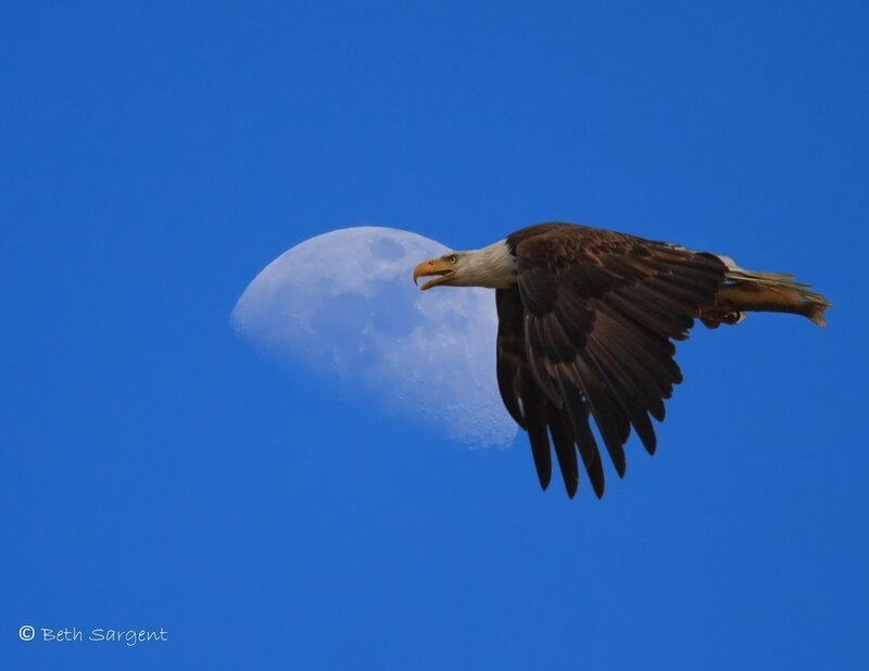 Bald Eagle in Flight — Blue, Serene, Afternoon