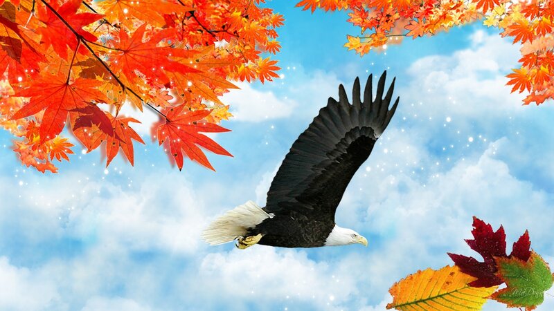 Bald Eagle in Flight — Blue, Serene, Autumn