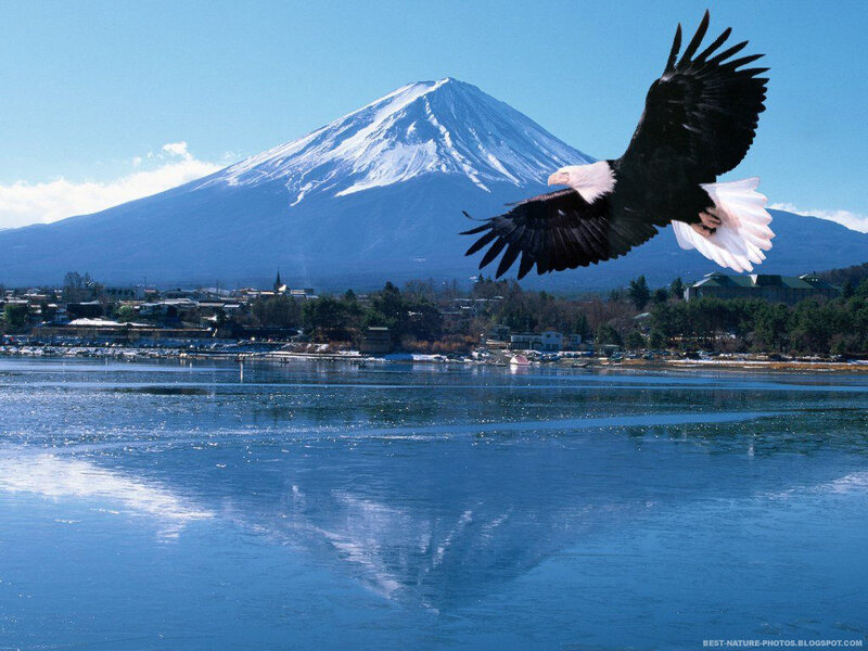 Bald Eagle in Flight — Blue, Serene, Morning, Photograph, Mountain