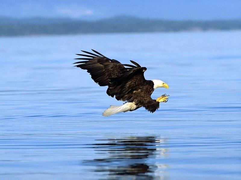Bald Eagle in Flight — Blue, Serene, Morning, Photograph