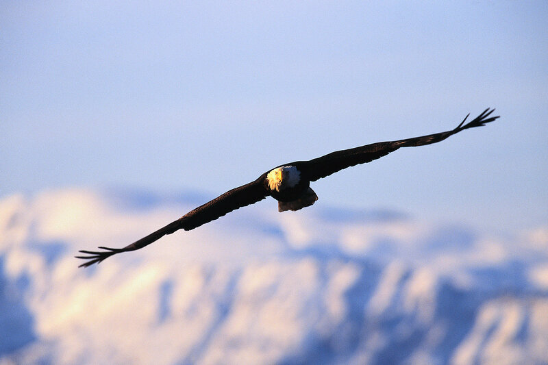 Bald Eagle in Flight — Blue, Serene, Morning