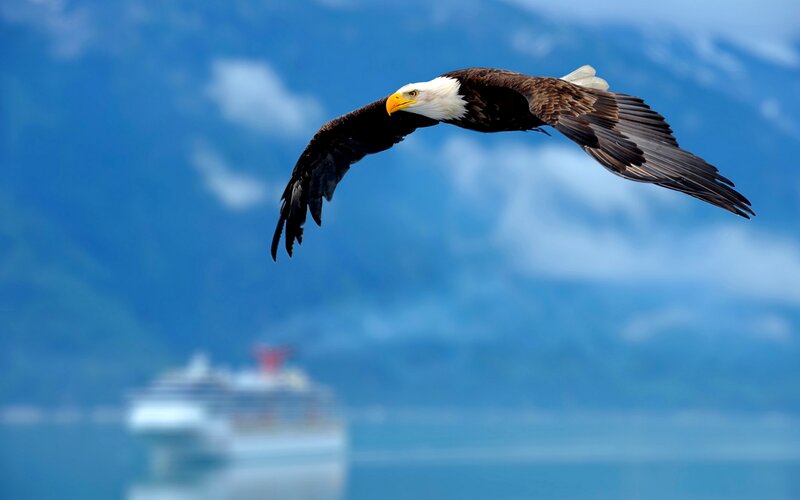 Bald Eagle in Flight — Blue, Serene, Photograph, Cruise Ship