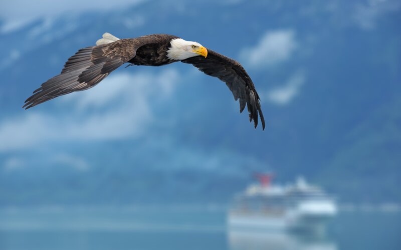 Bald Eagle in Flight — Blue, Serene, Photograph, Mountain