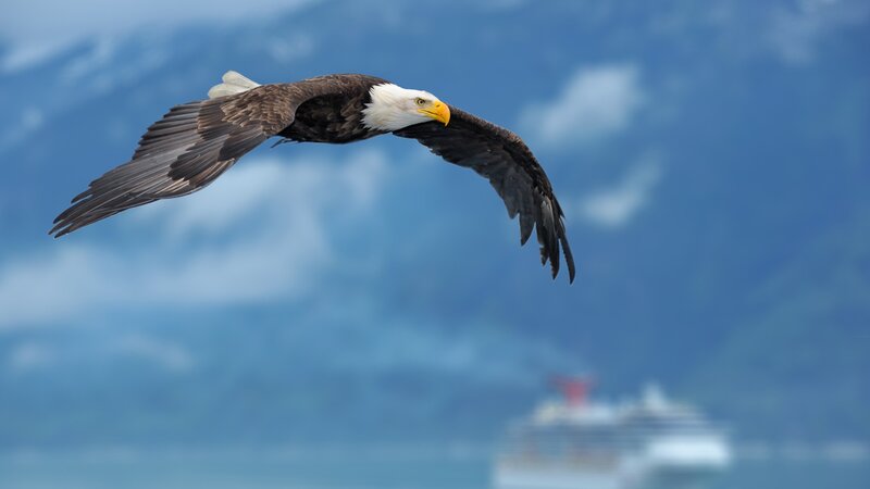 Bald Eagle in Flight — Blue, Serene, Photograph, Mountains, Ship