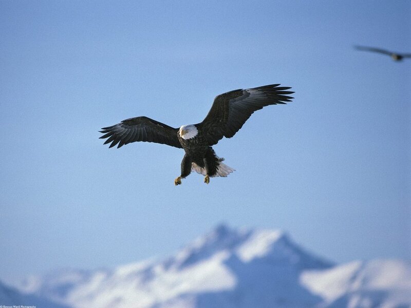 Bald Eagle in Flight — Blue, Serene, Photograph, Mountains, Sky
