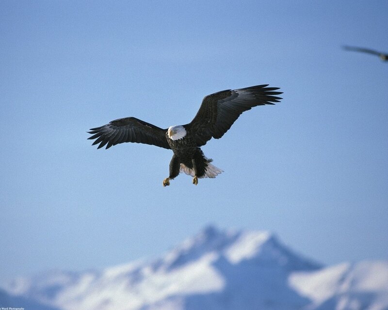 Bald Eagle in Flight — Blue, Serene, Photograph, Mountains, Sky, White