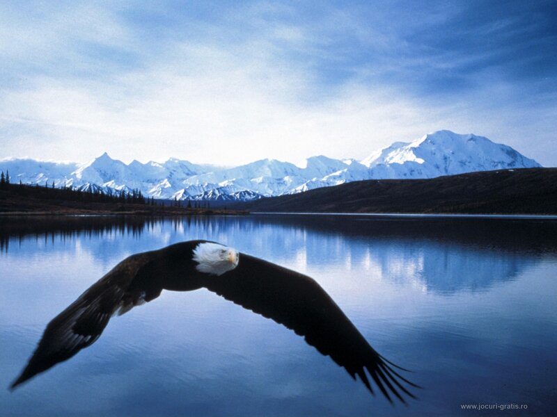 Bald Eagle in Flight — Blue, Serene, Photograph, Mountains