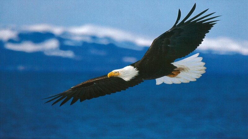 Bald Eagle in Flight — Blue, Serene, Photograph, Sky, Clouds