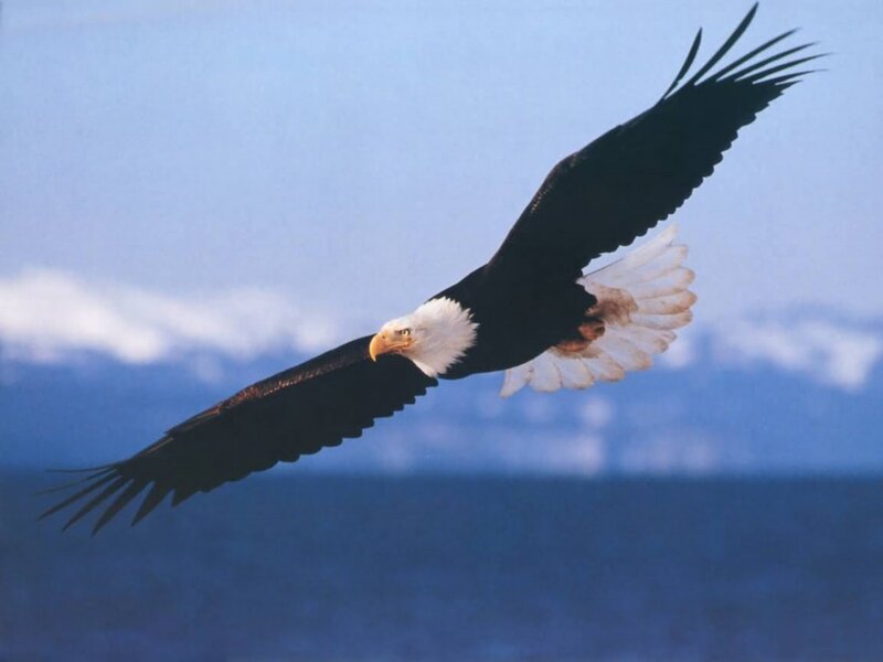 Bald Eagle in Flight — Blue, Serene, Photograph, Sky