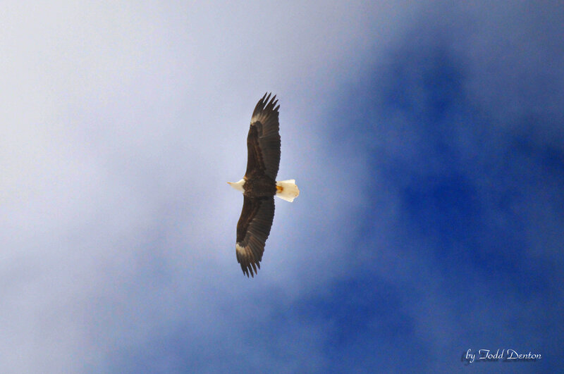 Bald Eagle in Flight — Blue, Serene, Photograph