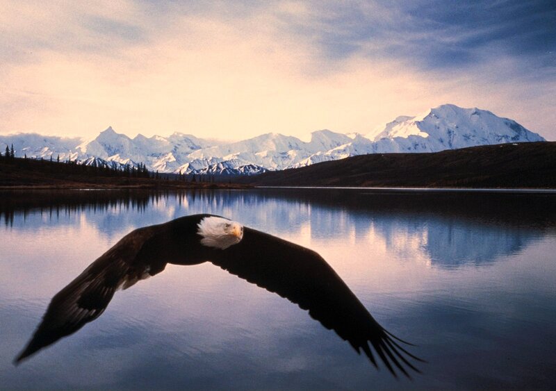 Bald Eagle in Flight — Blue, Serene, Sunset