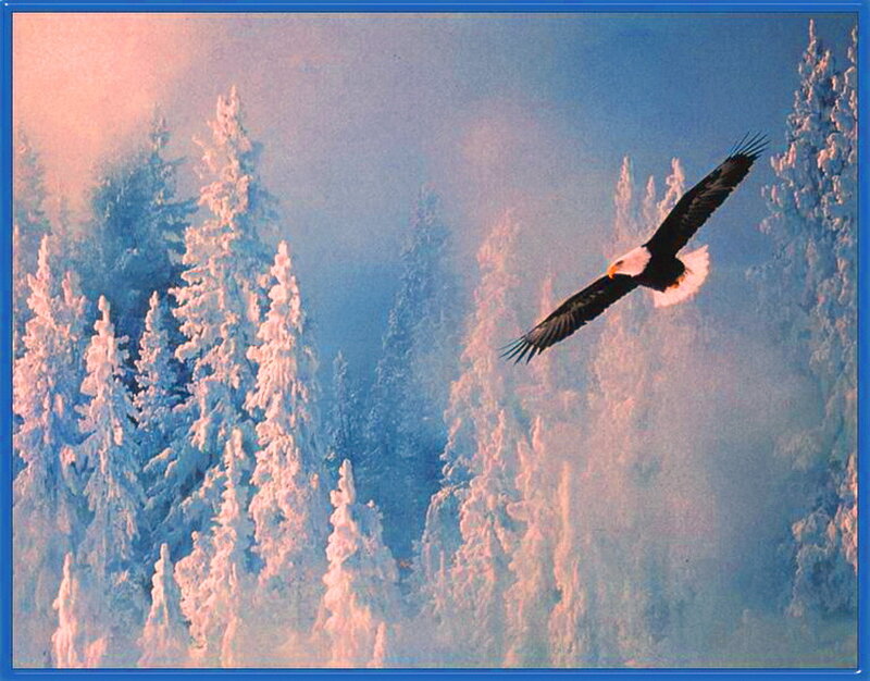 Bald Eagle in Flight — Blue, Serene, Winter