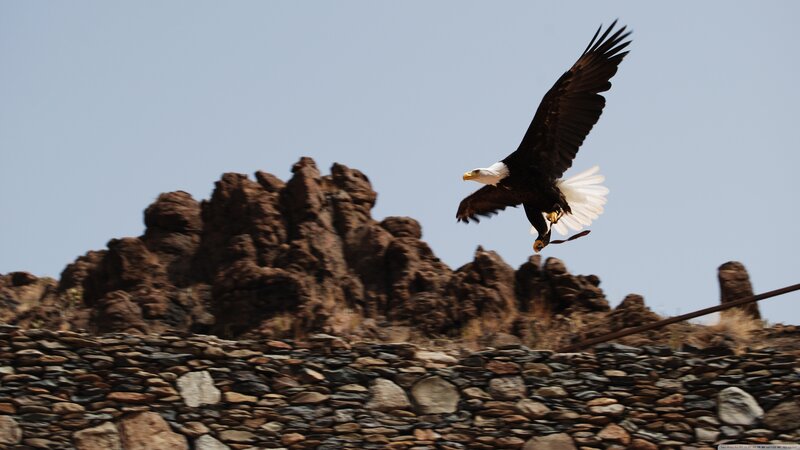 Bald Eagle in Flight — Brown, Dramatic, Afternoon, Photograph