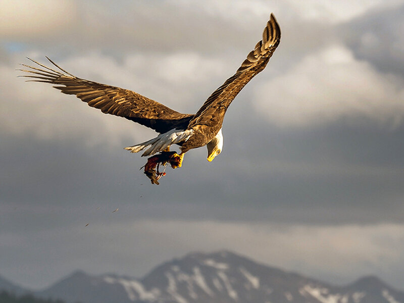 Bald Eagle in Flight — Brown, Dramatic, Afternoon