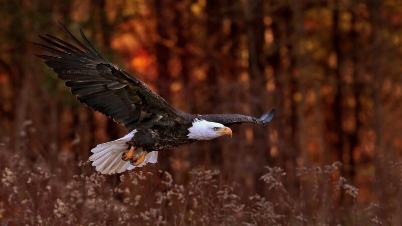 Bald Eagle in Flight — Brown, Dramatic, Autumn, Photograph