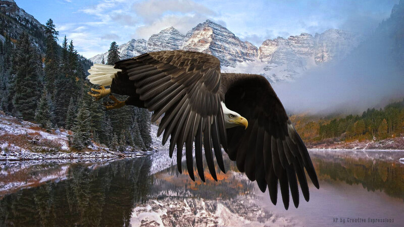 Bald Eagle in Flight — Brown, Dramatic, Autumn