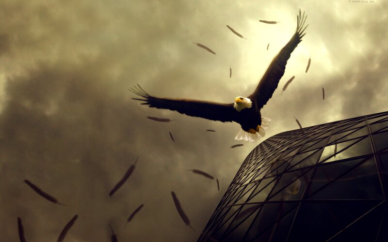Bald Eagle in Flight — Brown, Dramatic, Digital Art, Feathers, Building, Sky, White, Gray