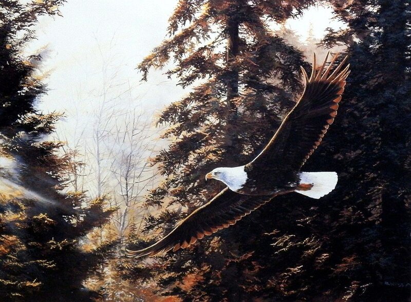 Bald Eagle in Flight — Brown, Dramatic, Morning, Painting