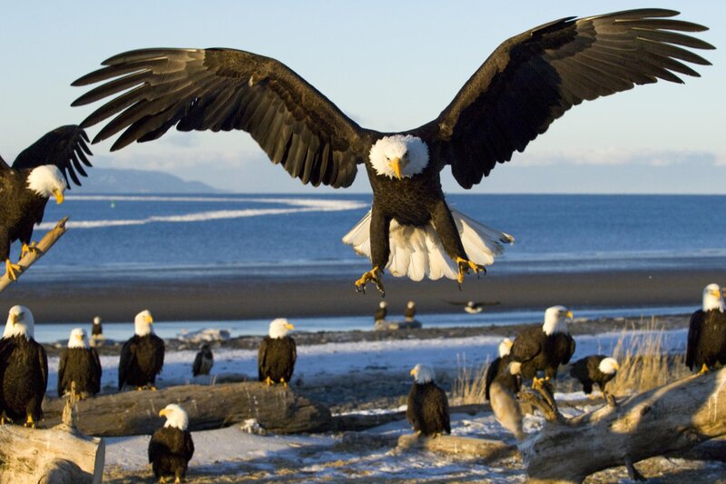 Bald Eagle in Flight — Brown, Dramatic, Morning, Photograph
