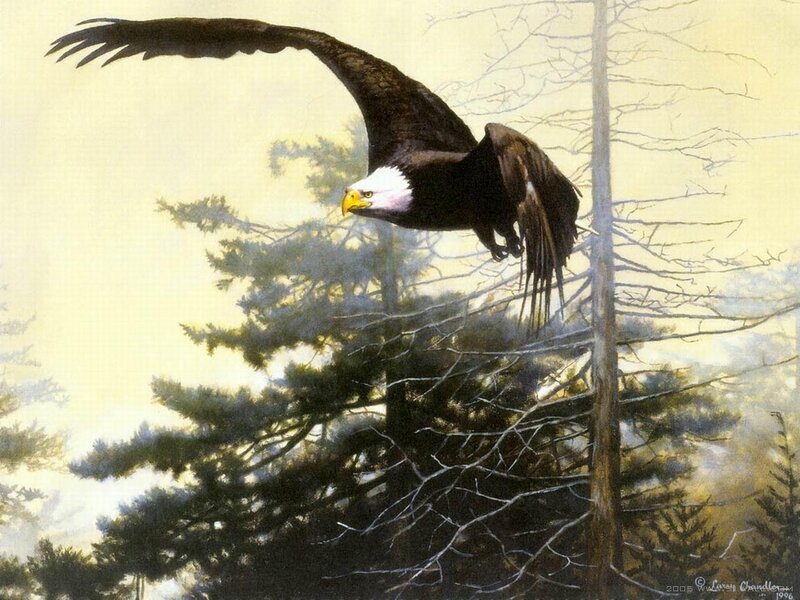 Bald Eagle in Flight — Brown, Dramatic, Morning