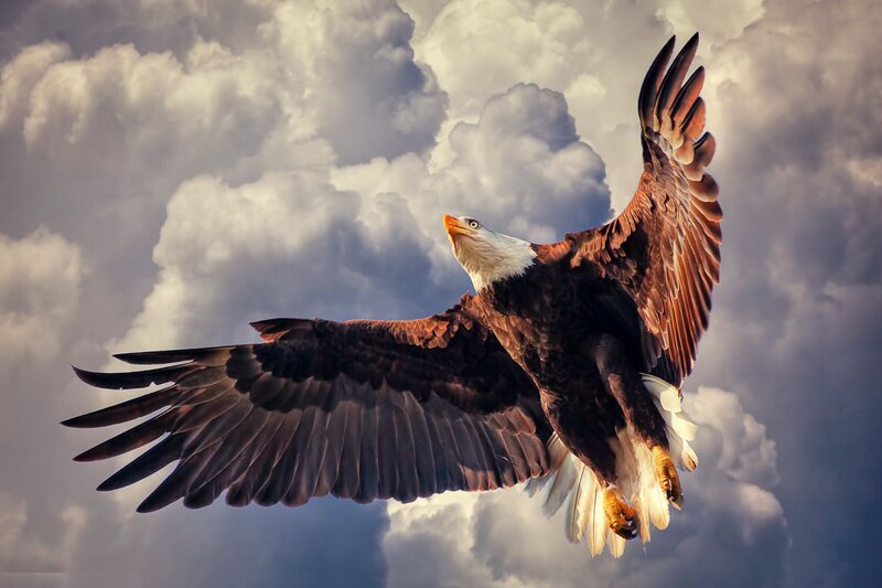 Bald Eagle in Flight — Brown, Dramatic, Photograph, Clouds
