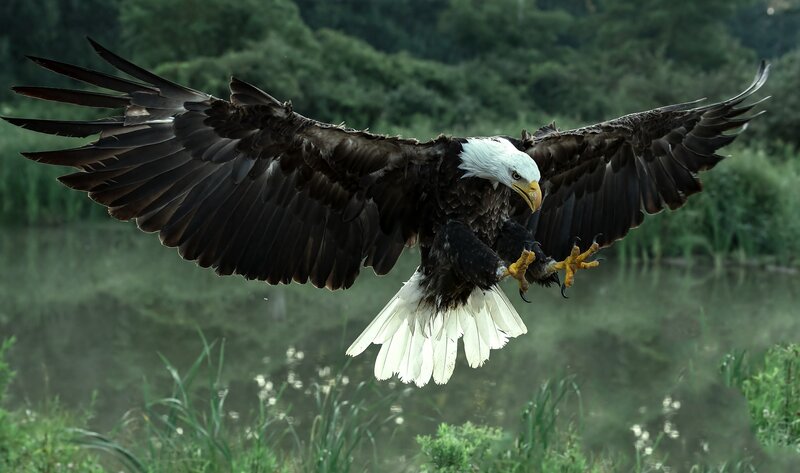 Bald Eagle in Flight — Brown, Dramatic, Photograph, River