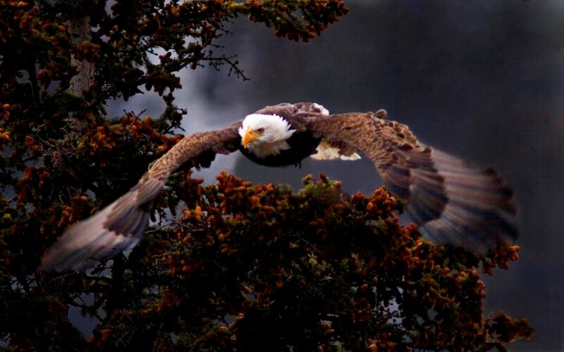 Bald Eagle in Flight — Brown, Dramatic, Photograph