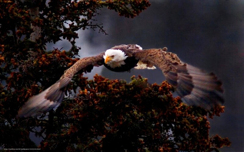 Bald Eagle in Flight — Brown, Dramatic, Photograph, Tree