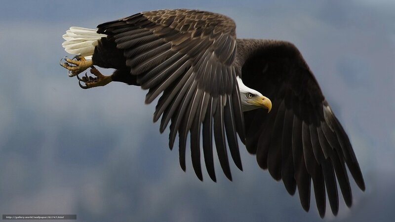 Bald Eagle in Flight — Brown, Dramatic, Photograph, Wings, Sky