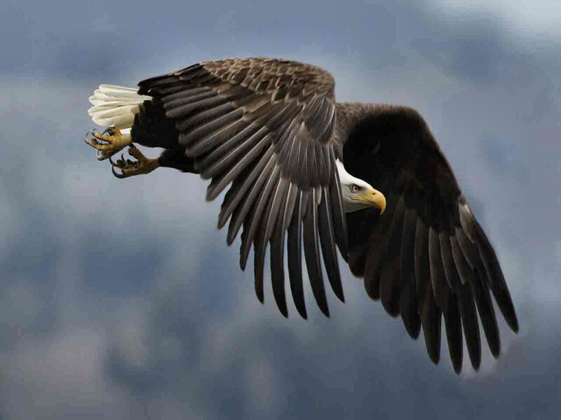 Bald Eagle in Flight — Brown, Dramatic, Photograph, Wings