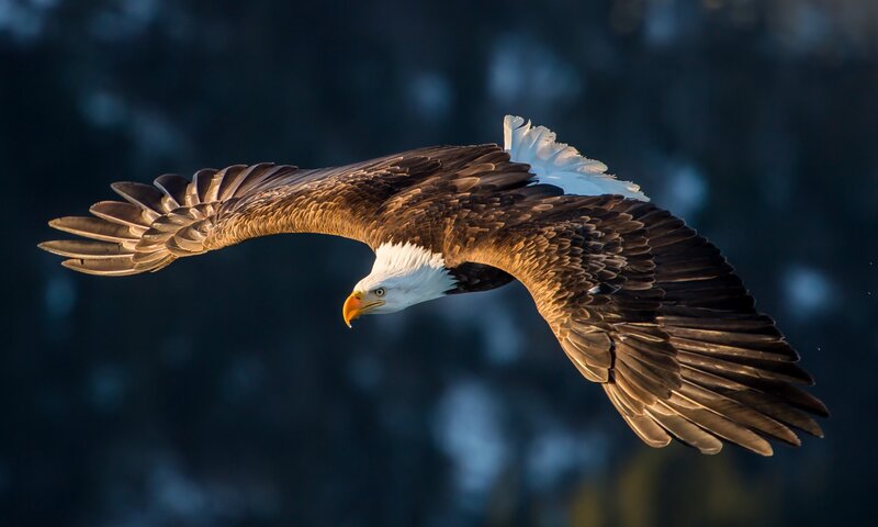 Bald Eagle in Flight — Brown, Dramatic, Sunrise, Photograph