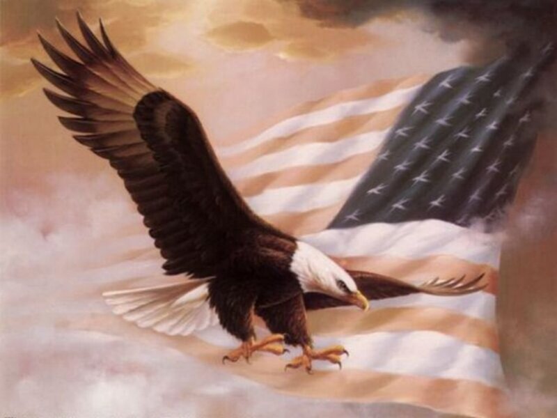 Bald Eagle in Flight — Brown, Dramatic, Sunrise