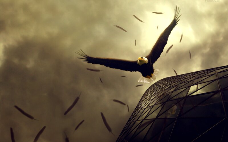 Bald Eagle in Flight — Brown, Dramatic, Sunset, Digital Art, Feathers