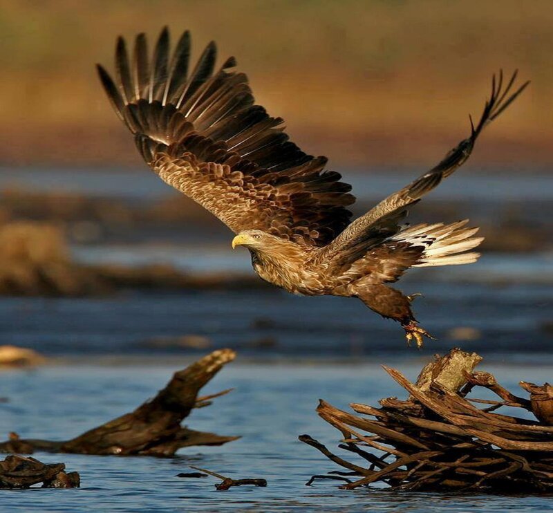 Bald Eagle in Flight — Brown, Dramatic, Sunset, Photograph, River