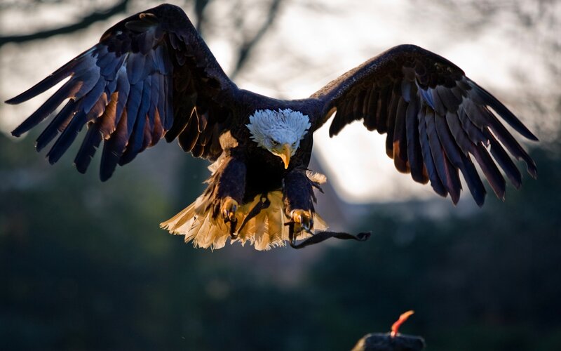 Bald Eagle in Flight — Brown, Dramatic, Sunset, Photograph