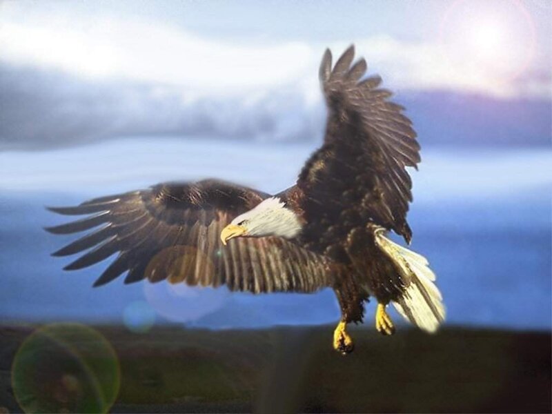 Bald Eagle in Flight — Brown, Dramatic, Sunset, Photograph, Wings, Sky