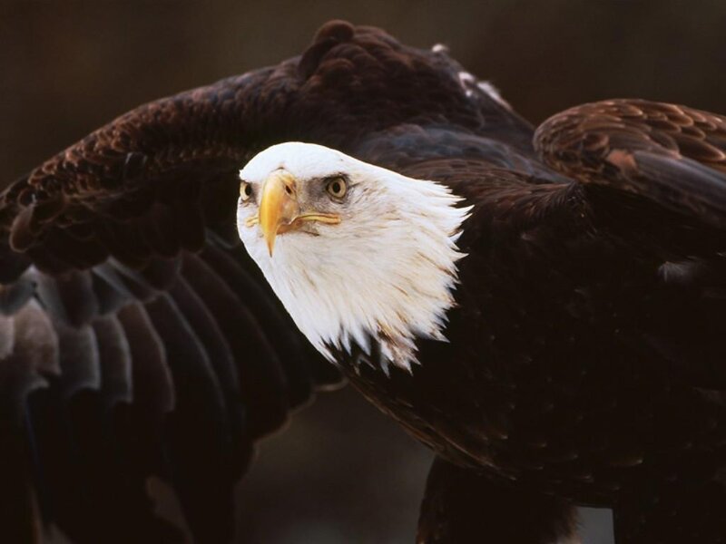 Bald Eagle in Flight — Brown, Dramatic