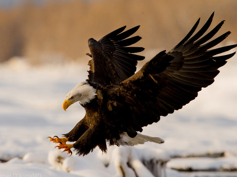 Bald Eagle in Flight — Brown, Dramatic, Winter