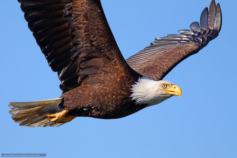 Bald Eagle in Flight — Brown, Dynamic, Afternoon, Photograph, Blue Sky