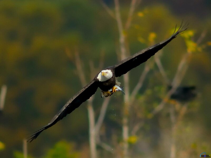 Bald Eagle in Flight — Brown, Dynamic, Afternoon, Photograph, Fish