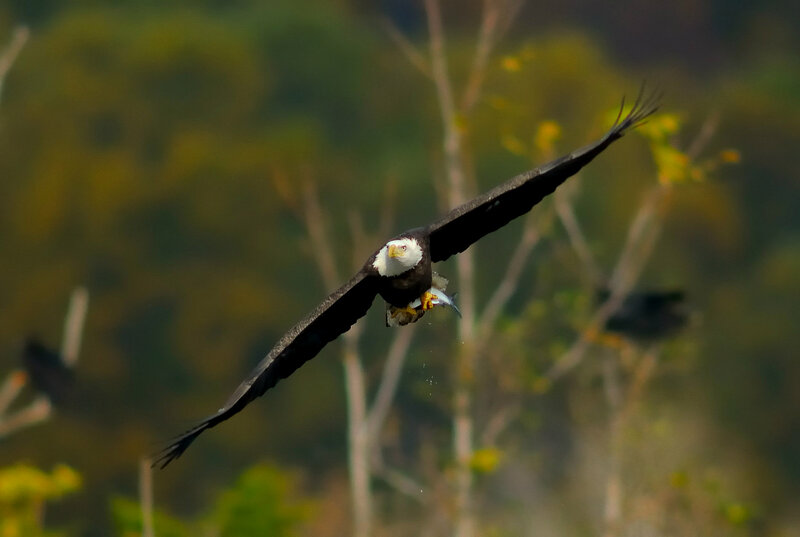 Bald Eagle in Flight — Brown, Dynamic, Afternoon, Photograph, Fish, Trees